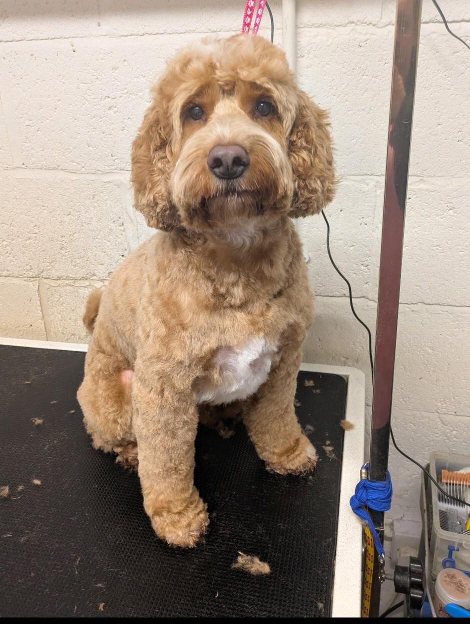 Groomed dog at Misty's